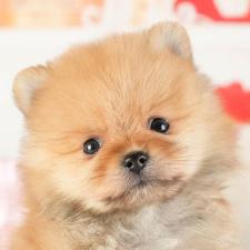 ♀︎ポメラニアン