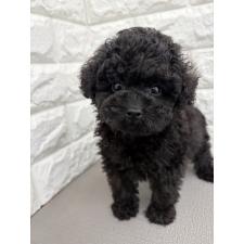 ♀︎ティーカッププードル