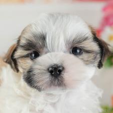 ♀︎マルシーズー:マルチーズ×シーズー