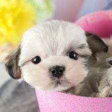 ♀︎マルシーズー:マルチーズ×シーズー