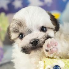 ♀︎マルシーズー:マルチーズ×シーズー