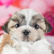 ♀︎マルシーズー:マルチーズ×シーズー