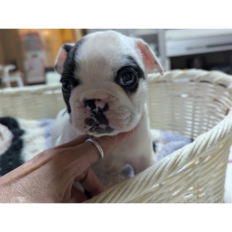 販売中の愛知県のフレンチブルドッグ-446589の9枚目