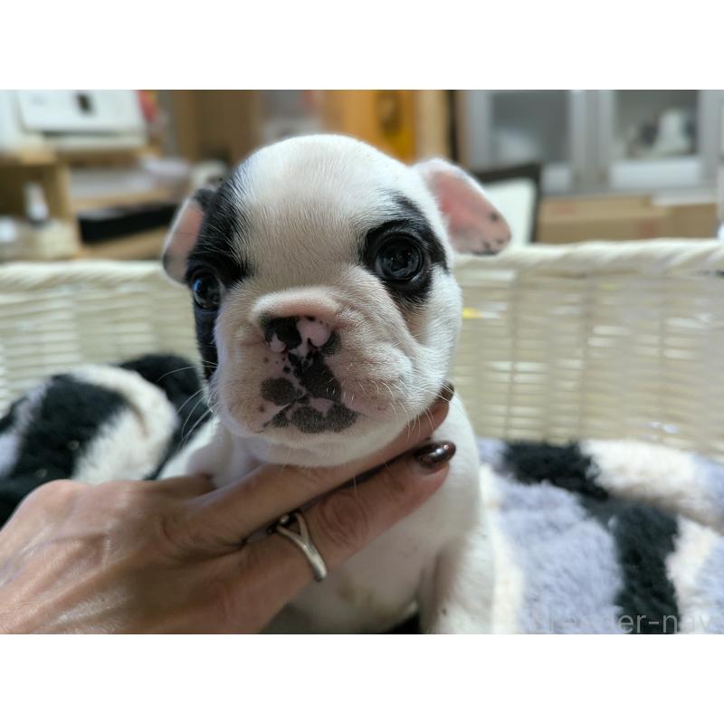 販売中の愛知県のフレンチブルドッグ-446589の8枚目