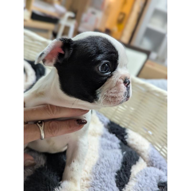 販売中の愛知県のフレンチブルドッグ-446589の7枚目