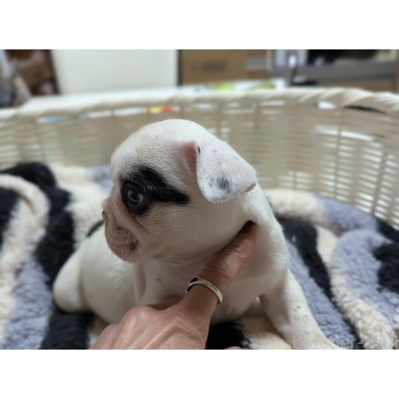 販売中の愛知県のフレンチブルドッグ-446589の6枚目