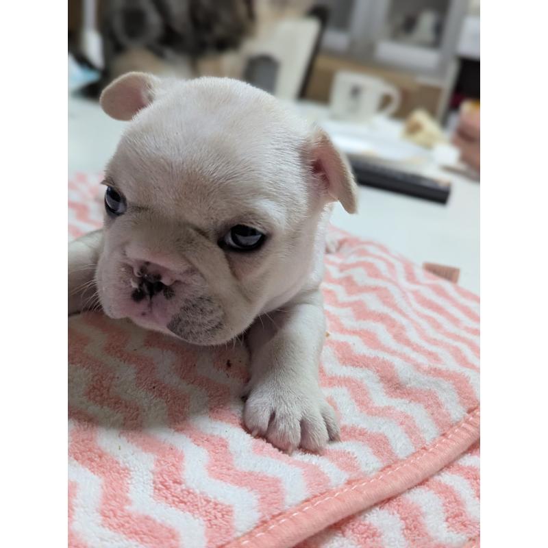 販売中の愛知県のフレンチブルドッグ-446594の14枚目