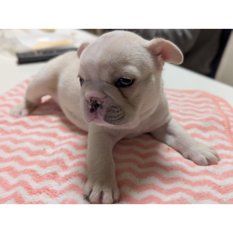 販売中の愛知県のフレンチブルドッグ-446594の13枚目