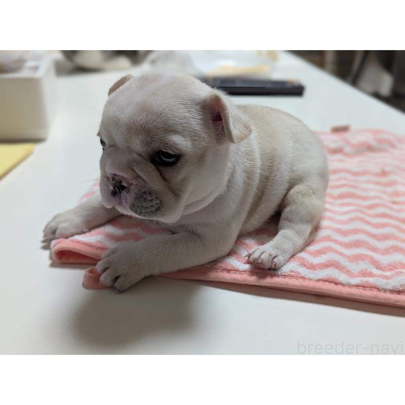 販売中の愛知県のフレンチブルドッグ-446594の11枚目