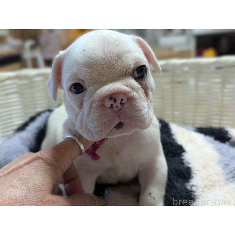 販売中の愛知県のフレンチブルドッグ-446587の8枚目