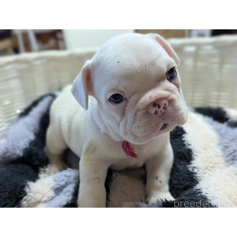 販売中の愛知県のフレンチブルドッグ-446587の7枚目