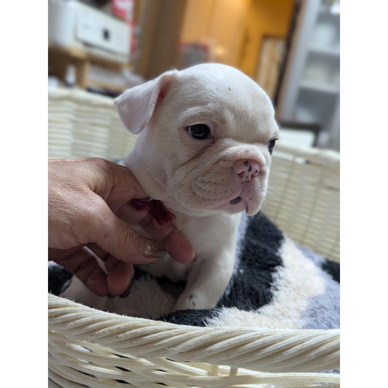 販売中の愛知県のフレンチブルドッグ-446587の6枚目