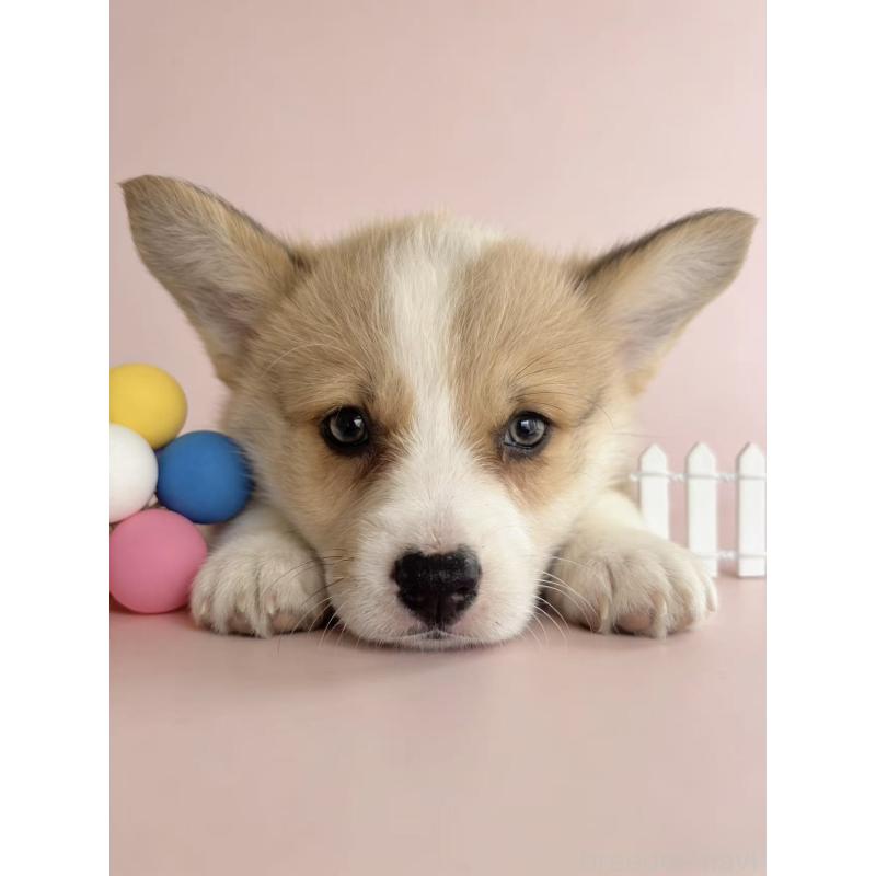 販売中の茨城県のウェルシュコーギーペンブローク-443041の3枚目