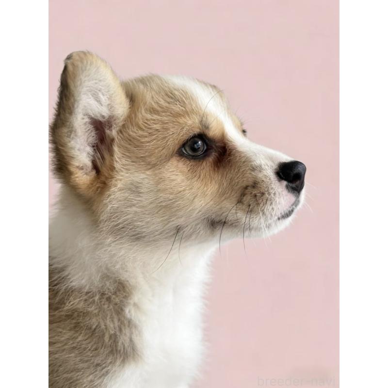 販売中の茨城県のウェルシュコーギーペンブローク-443041の2枚目