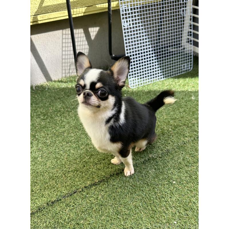 販売中の福島県のミックス犬-412452の4枚目