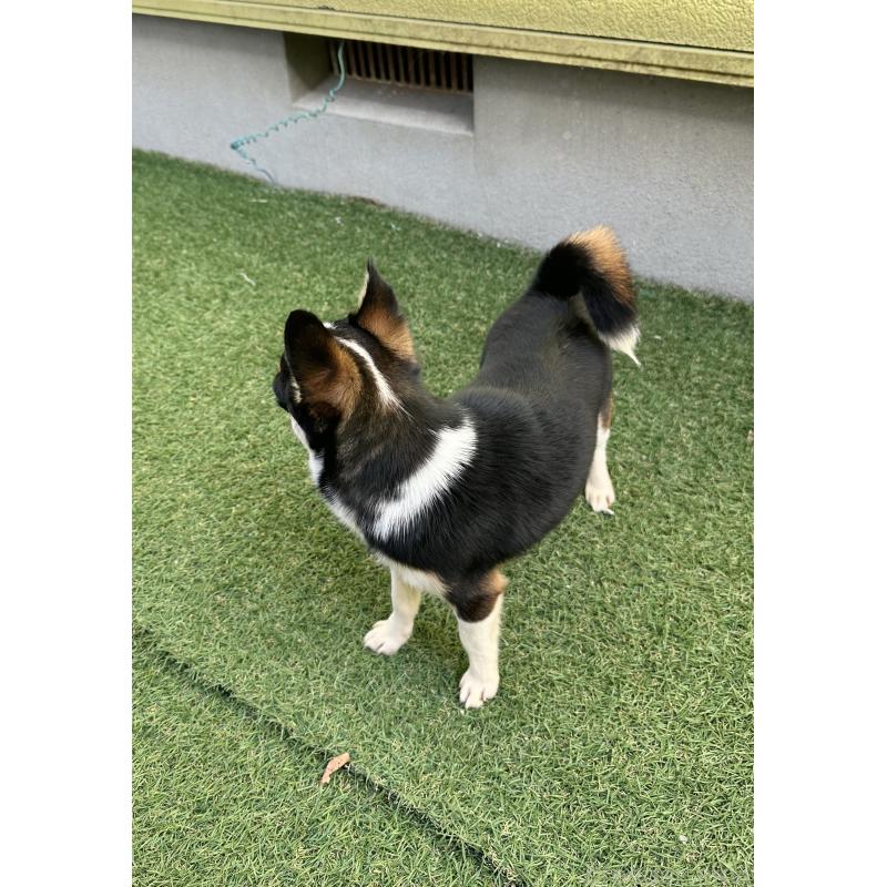 販売中の福島県のミックス犬-412452の3枚目