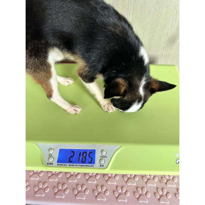 販売中の福島県のミックス犬-412452の2枚目