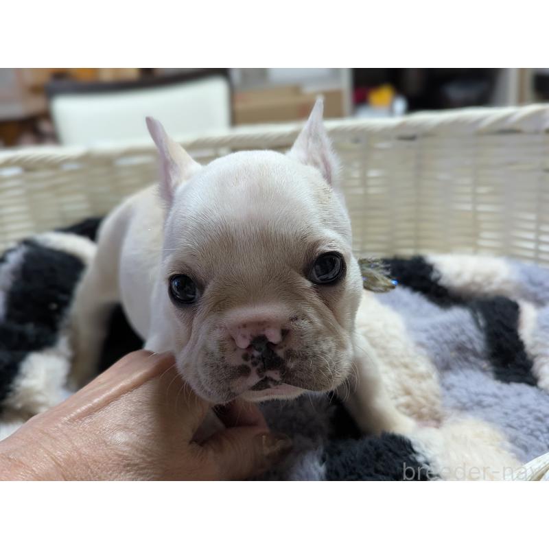 販売中の愛知県のフレンチブルドッグ-446586の8枚目