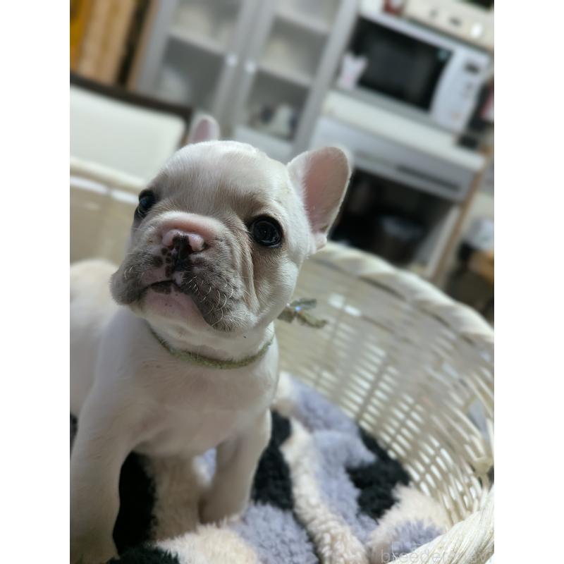 販売中の愛知県のフレンチブルドッグ-446586の7枚目