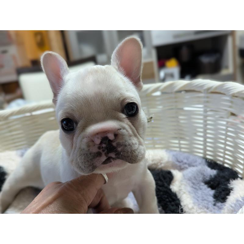 販売中の愛知県のフレンチブルドッグ-446586の6枚目