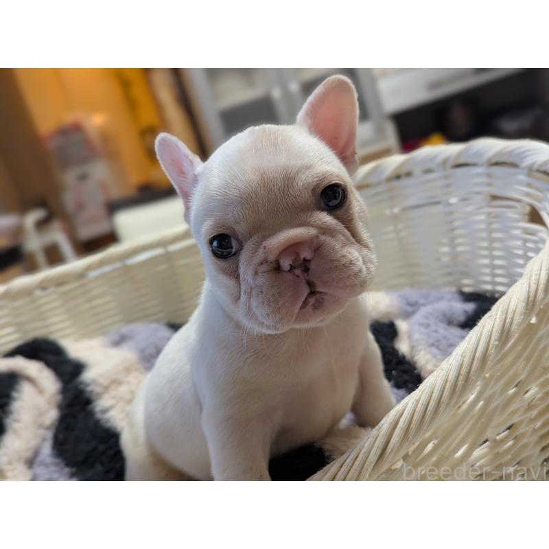 販売中の愛知県のフレンチブルドッグ-446594の9枚目