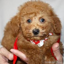 ♀︎トイプードル