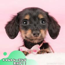 ♀︎ミニチュアダックスフンド(ロングヘアード)