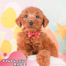 ♀︎トイプードル