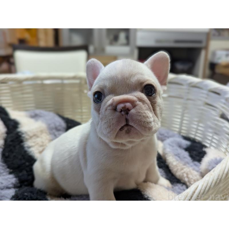 販売中の愛知県のフレンチブルドッグ-446594の8枚目