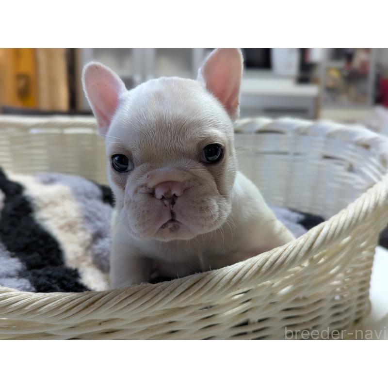 販売中の愛知県のフレンチブルドッグ-446594の7枚目