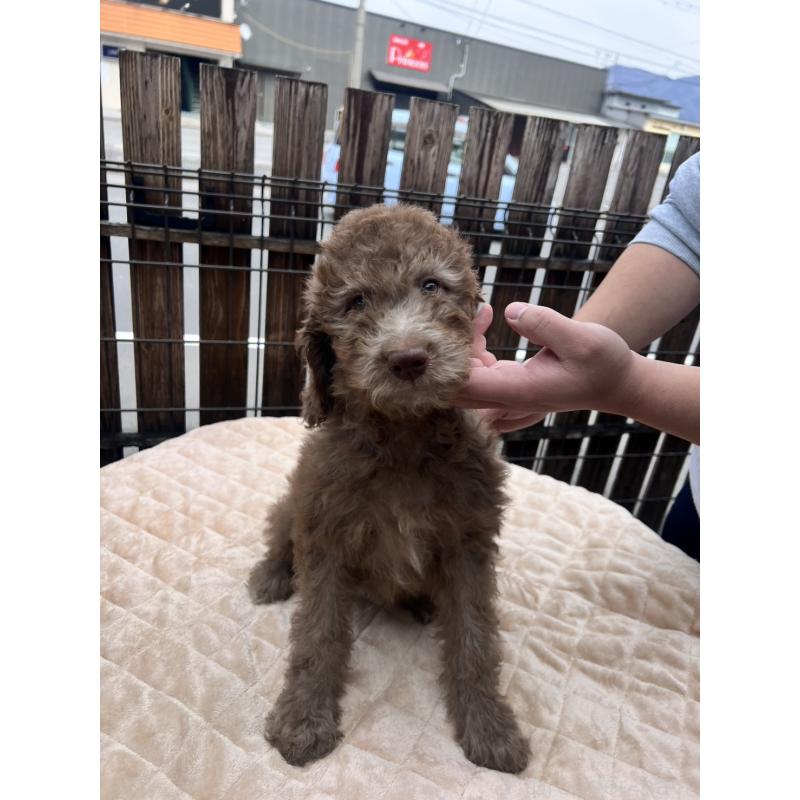 販売中の滋賀県のラブラドゥードル:ラブラドールレトリーバー×プードル-443403の5枚目