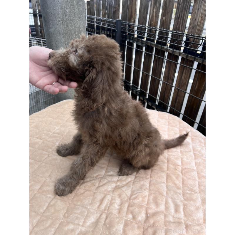 販売中の滋賀県のラブラドゥードル:ラブラドールレトリーバー×プードル-443403の4枚目