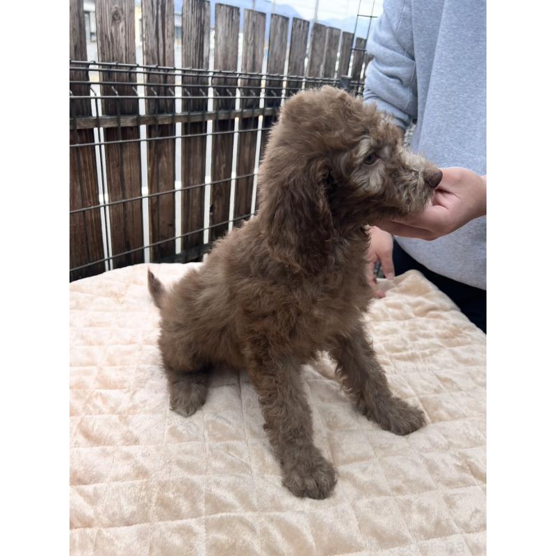 販売中の滋賀県のラブラドゥードル:ラブラドールレトリーバー×プードル-443403の3枚目