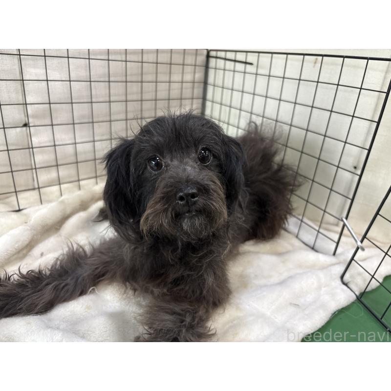 販売中の東京都のチワプー:チワワ×トイプードル-381391の5枚目