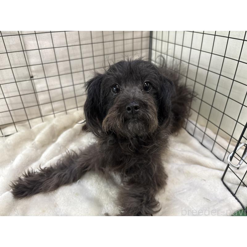 販売中の東京都のチワプー:チワワ×トイプードル-381391の3枚目