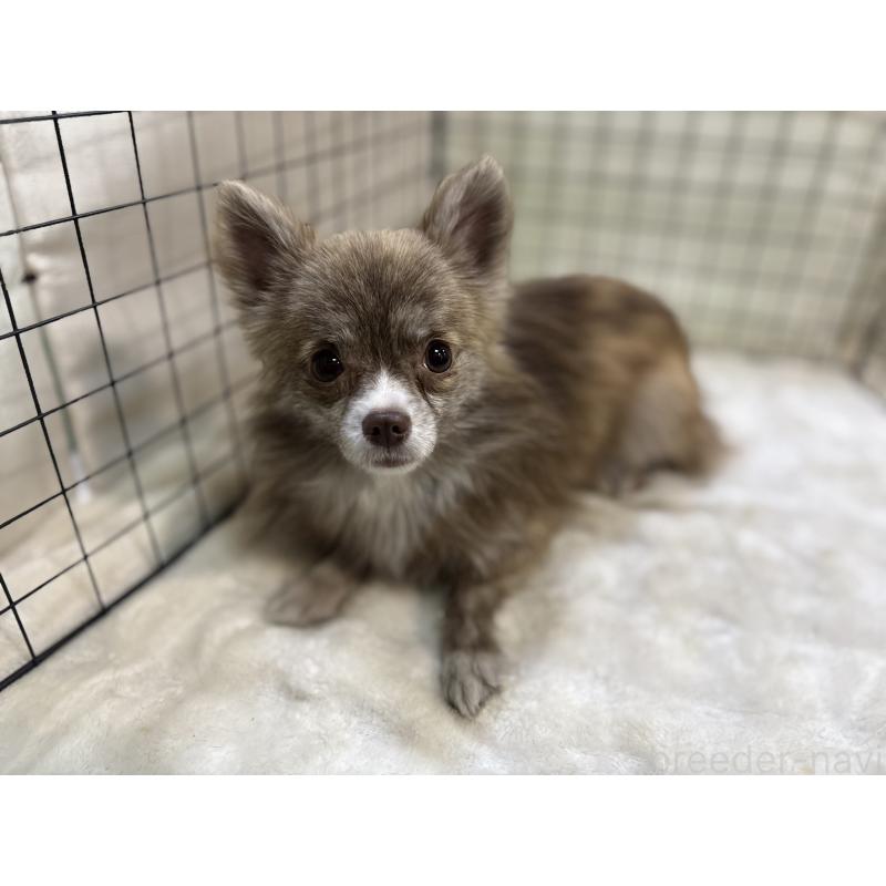 販売中の東京都のチワワ(ロングコート)-384217の10枚目