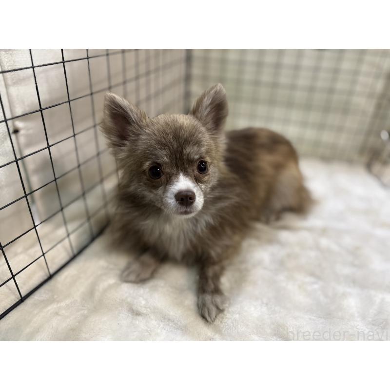 販売中の東京都のチワワ(ロングコート)-384217の9枚目