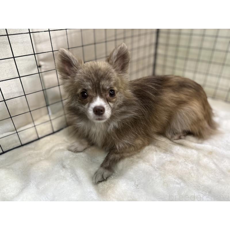 販売中の東京都のチワワ(ロングコート)-384217の8枚目