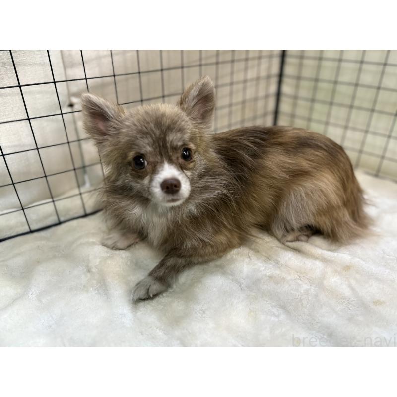 販売中の東京都のチワワ(ロングコート)-384217の7枚目