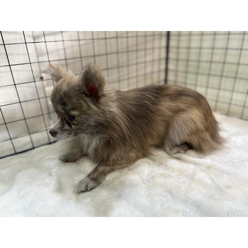 販売中の東京都のチワワ(ロングコート)-384217の6枚目