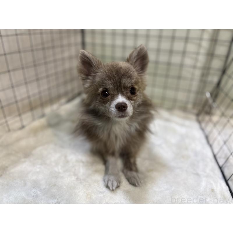 販売中の東京都のチワワ(ロングコート)-384217の5枚目