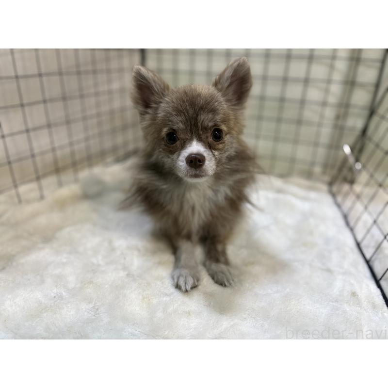 販売中の東京都のチワワ(ロングコート)-384217の4枚目