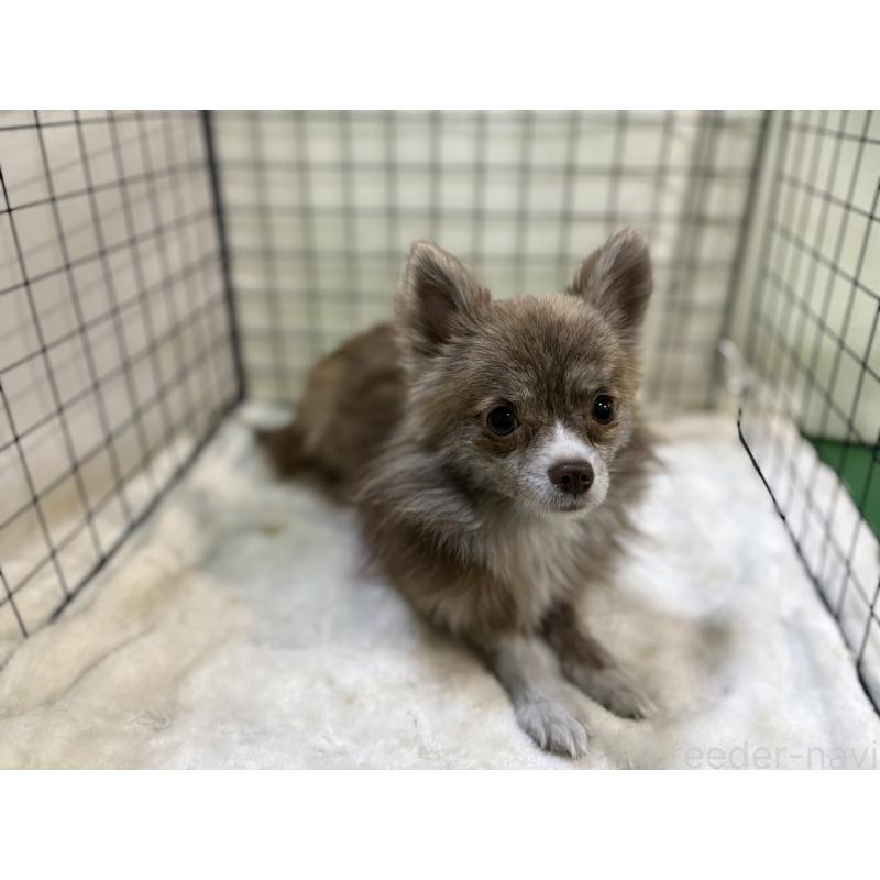 販売中の東京都のチワワ(ロングコート)-384217の3枚目