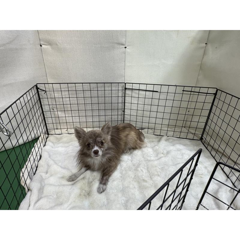 販売中の東京都のチワワ(ロングコート)-384217の2枚目