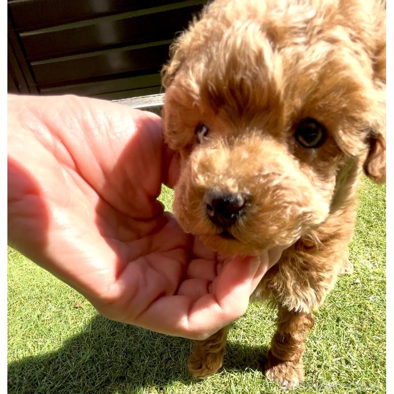 販売中の奈良県のタイニープードル-446944の10枚目