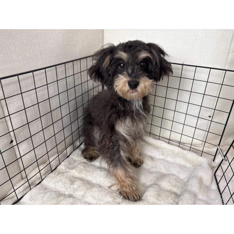 販売中の東京都のキャバプー:キャバリア×トイプードル-412919の7枚目