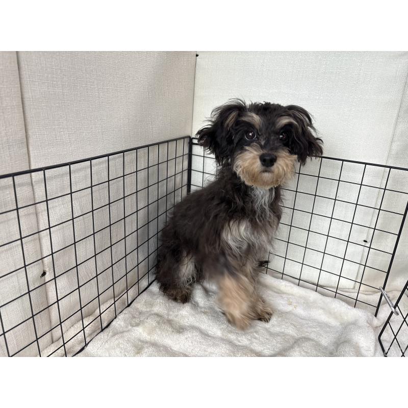 販売中の東京都のキャバプー:キャバリア×トイプードル-412919の6枚目