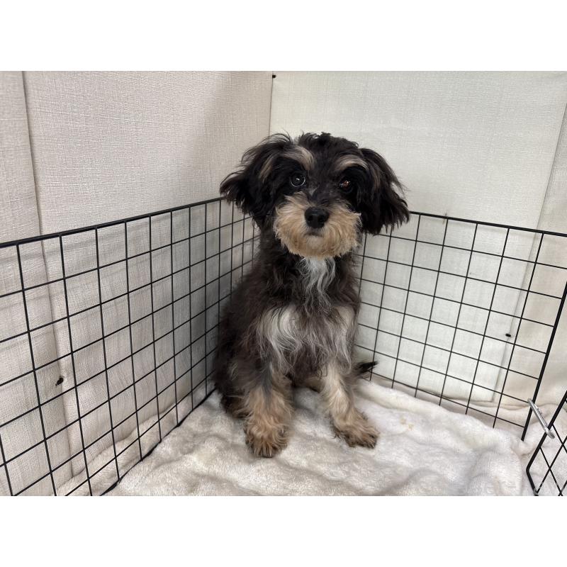 販売中の東京都のキャバプー:キャバリア×トイプードル-412919の5枚目