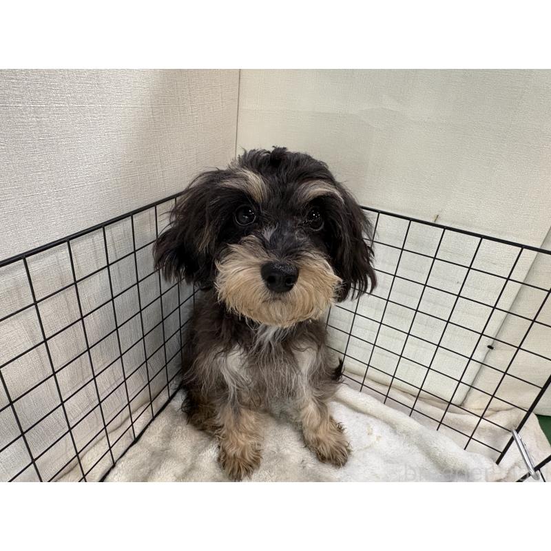 販売中の東京都のキャバプー:キャバリア×トイプードル-412919の4枚目