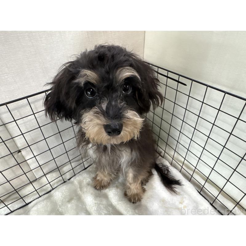 販売中の東京都のキャバプー:キャバリア×トイプードル-412919の3枚目